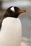 Gentoo penguin, Petermann Island, Lemaire Channel, Antarctic Peninsula, Antarctica, Polar Regions