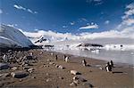 Gentoo Pinguine, Neko Harbor, Gerlache Strait, Antarktische Halbinsel, Antarktis, Polarregionen