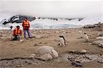 Touristen Blick auf Gentoo Pinguine, Neko Harbor, Gerlache Strait, Antarktische Halbinsel, Antarktis, Polarregionen