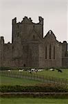 Dunbrody Abbey, Dumbrody, County Wexford, Leinster, Republic of Ireland (Eire), Europe