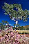 Mulla mulla fleurs sauvages et arbres d'eucalyptus, Parc National de Karijini, Pilbara, Australie-occidentale, Australie, Pacifique