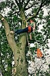 Arborist in Tree, Devon, England
