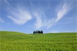 Cyprès vert et prairie vallonnée, Val d'Orcia, San Quirico d'Orcia, Toscane, Italie