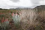 Nahaufnahme der Wüste Pflanzen, Del Rio, Val Verde County, Texas, USA