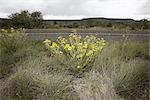 Wildblumen auf der Seite der Straße, Autobahn 90, Texas, USA