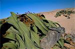 Welwitschia (Welwitschia mirabilis), Namib Desert, Namibia, Africa