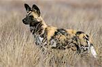 Chien sauvage (peint chasse chien) (Lycaon pictus), Afrique du Sud, Afrique