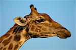 Head of a giraffe (Giraffa camelopardalis), South Africa, Africa