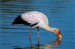 Cigogne à bec jaune (Mycteria ibis), Parc National de Kruger, Afrique du Sud, Afrique