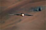 Lammergeier (bearded vulture) (Gypaetus barbatus) in flight, Giant's Castle, KwaZulu Natal, South Africa, Africa