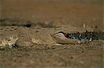 Crocodile du Nil (Crocodylus niloticus), le Parc National Kruger, Afrique du Sud, Afrique