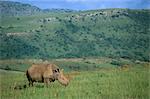 White rhino (Ceratotherium simum), réserve de gibier de Itala, KwaZulu Natal, Afrique du Sud, Afrique