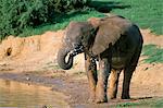 L'éléphant d'Afrique (Loxodonta africana), Parc National Addo, Afrique du Sud, Afrique