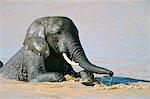 Éléphant d'Afrique (Loxodonta africana) baignade, Parc National Addo, Afrique du Sud, Afrique