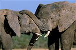 Deux éléphants d'Afrique (Loxodonta africana), plus grand parc National Addo, Afrique du Sud, Afrique