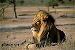 Lion (Panthera leo), Kalahari Gemsbok Park, South Africa, Africa