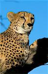 Captive cheetah (Acinonyx jubatus) in a tree, Namibia, Africa