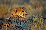 Captive cheetah (Acinonyx jubatus), Namibia, Africa