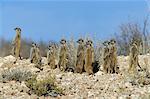 Meerkats (suricates) (Suricata suricatta), Kalahari Gemsbok Park, South Africa, Africa