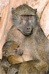 Chacma baboon (Papio cynocephalus) nursing infant, Kruger National Park, South Africa, Africa