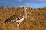 Kori bustard (Ardeotis kori), Kgalagadi Transfrontier Park, South Africa, Africa