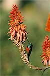 Une plus grande doublecollared sunbird (Nectarinia afra), château, Afrique du Sud, Afrique du géant