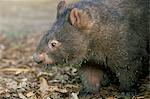 Wombat commun en captivité (Vombatus ursinus), David Fleays Santuary, Queensland, Australie, Pacifique