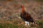 Rot-Schneehuhn (Lagopus Lagopus), North Yorkshire, Yorkshire, England, Vereinigtes Königreich, Europa