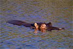 Commun hippopotame (Hippopotamus amphibius), Parc National de Kruger, Afrique du Sud, Afrique