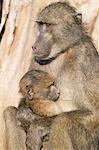 Chacma baboon (Papio cynocephalus) with young, Kruger National Park, South Africa, Africa