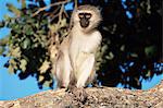 Singe vervet (Cercopithecus aethiops), Parc National de Kruger, Afrique du Sud, Afrique
