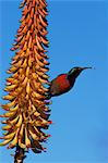Une plus grande doublecollared sunbird (Nectarinia afra), plus grand parc National Addo, Afrique du Sud, Afrique