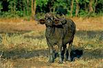 Buffle (Syncerus caffer), Parc National de Kruger, Afrique du Sud, Afrique