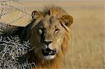 Lion (Panthera leo), Etosha, Namibie, Afrique