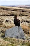 Golden eagle calling, Aquila chrysaetos, moorland, captive, United Kingdom, Europe