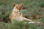 Lionne (Panthera leo), Etosha, Namibie, Afrique