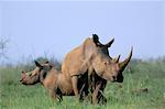 White rhino (Ceratherium simum) with calf, Itala Game Reserve, South Africa, Africa