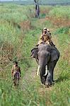 Game guards patrolling on elephant back, Kaziranga National Park, Assam state, India, Asia