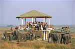 Les touristes en éléphant retour safari, Parc National de Kaziranga, Assam État, Inde, Asie