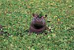 Hippopatamus dans l'eau, Kenya, Afrique de l'est, Afrique