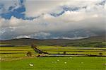 Dry stone walls below the Pennines, Eden Valley, Cumbria, England, United Kingdom, Europe