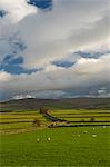 Dry stone walls below the Pennines, Eden Valley, Cumbria, England, United Kingdom, Europe