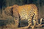 Leopard, Panthera Pardus, Duesterbrook Private Game Reserve, Windhoek, Namibia, Afrika