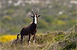 Blesbok, bontebok, Damaliscus dorcas, Cap de bonne espérance, Afrique du Sud, Afrique