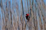 Red Bishop, Euplectes orix, West Coast National Park, Afrique du Sud, Afrique