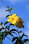 Yellow alamanda flowers, Martinique, Lesser Antilles, West Indies, Caribbean, Central America