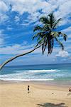 Palm tree and coconut seller, Hikkaduwa beach, Sri Lanka, Asia
