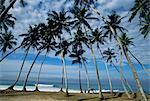 Palm trees between Unawatuna and Weligama, Sri Lanka, Asia