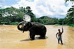 Elefanten Baden im Fluss nach einem Arbeitstag, Kandy-Bereich, Sri Lanka, Asien