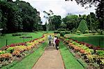 Peradeniya Botanical Gardens, Kandy, Sri Lanka, Asie